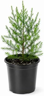 Southern Red Cedar | 1 Live Gallon Size Pot | Juniperus Virginiana Silicicola | Evergreen Privacy Trees | Native Landscape Plants by FloridaFoliage