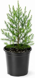 Southern Red Cedar | 1 Live Gallon Size Pot | Juniperus Virginiana Silicicola | Evergreen Privacy Trees | Native Landscape Plants by FloridaFoliage