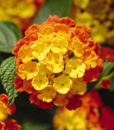 Lantana Plants Live - Fireworks Pack of 3 Lantana Live Plants for Planting - 4-6 Inches Tall - Attracts Butterflies, Perfect for Containers, Low Maintenance - Image 3