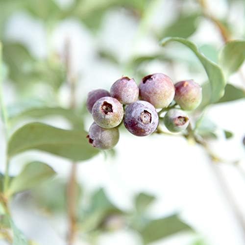 Perfect Plants Rabbiteye Blueberry Bush, 1 Gallon, Live Fruit - Image 3
