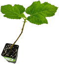 Yellow Long Neck Fig Live Plant - Ficus carica by Wellspring Gardens - Yellow-Fruit Tree Starter Plant, Live Fig Plant, Edible Tropical Plants Live, Garden and Patio Tree, Great for Outdoor Plant by WellspringGardens