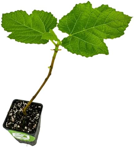 Yellow Long Neck Fig Live Plant - Ficus carica by Wellspring Gardens - Yellow-Fruit Tree Starter Plant, Live Fig Plant, Edible Tropical Plants Live, Garden and Patio Tree, Great for Outdoor Plant by WellspringGardens