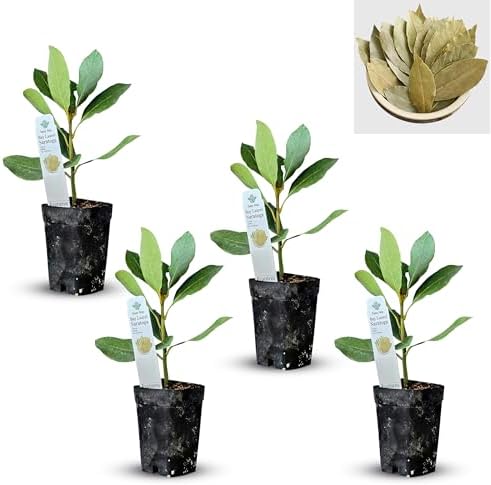 Daisy Ship Mediterranean Sweet Bay, 2xSaratoga 2xStd Plant - 4 x 2-in Cups by DaisyShip