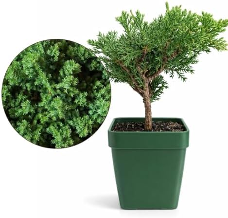 Green Mound Juniper Live, Juniperus Procumbens Nana, 2-Inch Pot, 3-Pack - Image 2