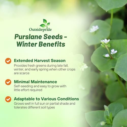 Outsidepride Winter Purslane Seeds for Planting - 10,000 Pcs Annual, Easy to Grow, Vitamin-Rich & Drought Tolerant Succulent Seeds for Culinary, Xeriscaping, Containers & Hanging Baskets - Image 3