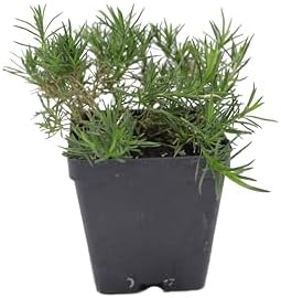Greenwood Nursery: Live Ground-Cover Plants - Emerald Blue Creeping/Moss Phlox + Subulata - [Qty: 5X Pint Pots] - (Click for Other Available Plants/Quantities) - Image 3