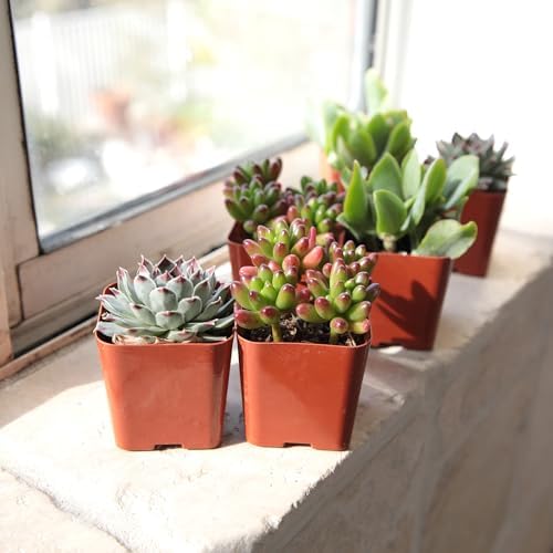 Altman Plants Specialty Live Succulent Plant (6 Pack), No Duplicates, Assorted Succulents Featuring Unique Colors & Shapes, 2 in Pots - Image 3
