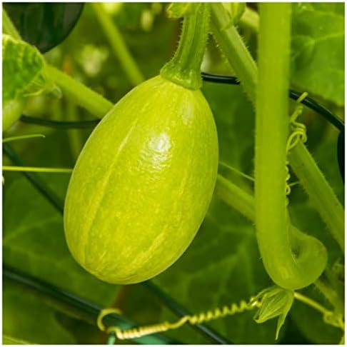 1 Oz Tatume Summer Squash Seeds - Gold Vault - Image 3
