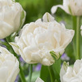 Garden State Bulb Double Late Mount Tacoma Tulip Flower Bulbs, 12/+ cm (Bag of 25) by GardenStateBulbCo