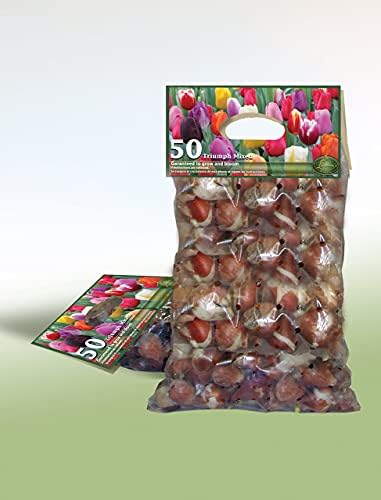 Mixed Triumph Tulip - 50 bulbs - Image 2