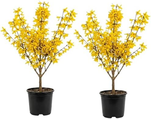 2 Forsythia Plant Live, 4 Inch Pot Lynwood Gold Forsythia Bush, Hardy, Low Maintenance, Bell Yellow Flowering Shrub, Ideal for Garden Décor & Outdoor Spaces by GINGERGLOW