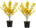 2 Forsythia Plant Live, 4 Inch Pot Lynwood Gold Forsythia Bush, Hardy, Low Maintenance, Bell Yellow Flowering Shrub, Ideal for Garden Décor & Outdoor Spaces by GINGERGLOW