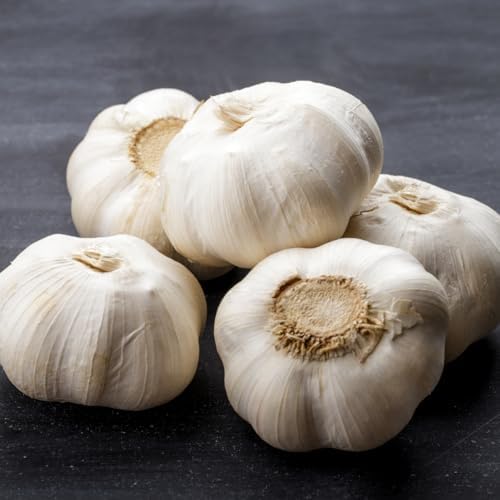 4 Heirloom Hardneck Garlic Bulbs for Planting - Pack Music Garlic Bulbs for Planting, Seed Garlic - Image 4