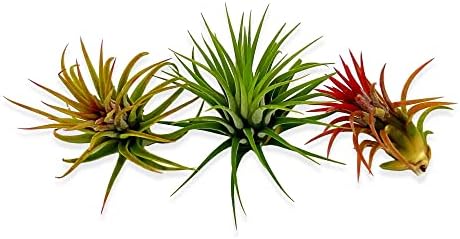 ragnaroc Air Plants Bulk - Tillandsia Ionantha Wholesale Pack, Regular 1-3" - 25ct - Live Arrival Guaranteed - House Plants for Home Decor & Gift - Image 2