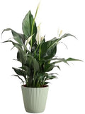 Live Peace Lily Plant, Spathiphyllum, Low Light, Easy to Grow, 4" Pot by ThorsensGreenhouse