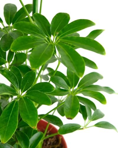 Shop Succulents Heptapleurum Arboricola, Live Indoor Plant, Low Maintenance Dwarf Umbrella Tree, Ideal for Home Decor, Office, and Room Enhancement, 6 Inch Nursery Pot - Image 2