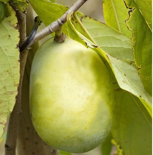 Paw Paw Tree Seedlings, 1 gal, Nursery Pot - Image 2