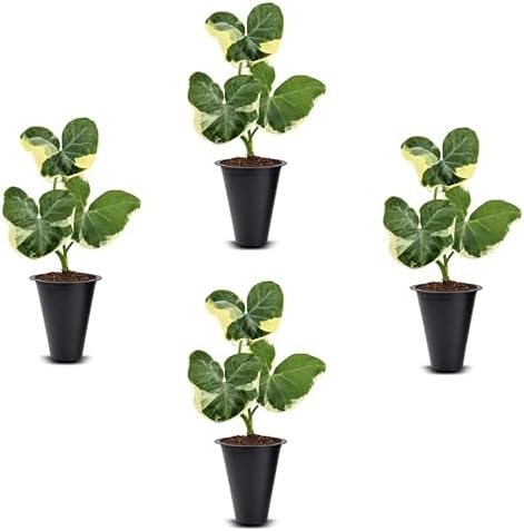 Alocasia Mickey Mouse (4 Pack) Live Plant,Rare Indoor Alocasia, Elephant Ear Houseplant,Unique Mickey Mouse Leaf Shape Plant,Tropical Houseplant Live, Starter Size Alocasia Plant for Indoor Home Decor by FamPlants