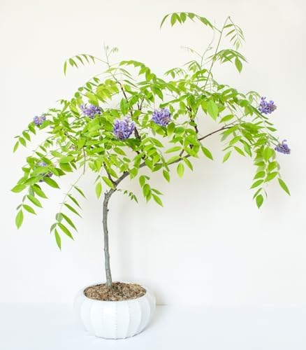 3 Wisteria Bonsai Starter Trees (1 Year Old Live Plant) – Wisteria Floribunda Seedling – Fast Growing Flowering Vine for Bonsai Training – Outdoor/Indoor Bonsai Tree Starter Kit (3 Plants) - Image 2