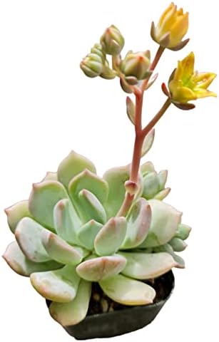 Live Succulent Cactus Plants from USKC (2" Pot) (Echeveria Moonglow) - Image 2