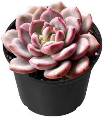 Sprout N Green Echeveria Ariel Live Succulent Plant by SproutNGreen