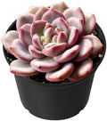 Sprout N Green Echeveria Ariel Live Succulent Plant by SproutNGreen