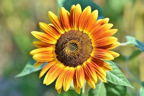 Flower & Vegetable Seed Set - 21 Varieties of Non-GMO Heirloom Premium Seeds for Planting - Cabbage, Roma Tomato, Peas, Sunflowers, and More - Image 4