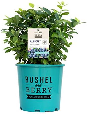 Bushel and Berry™ - Vaccinium Pink Icing (Blueberry) Edible-Shrub, , #2 - Size Container by GreenPromiseFarms