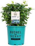 Bushel and Berry™ - Vaccinium Pink Icing (Blueberry) Edible-Shrub, , #2 - Size Container by GreenPromiseFarms
