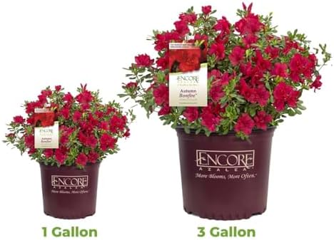 Perfect Plants Autumn Bonfire Encore Azalea, 1 Gallon, Live Plant - Image 4