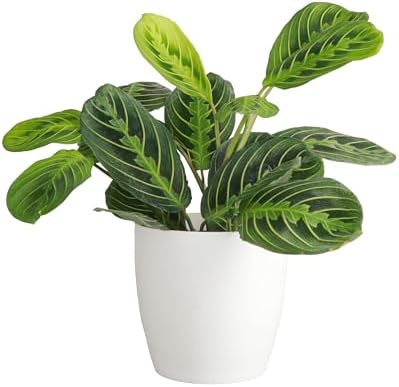 Live Lemon Lime Prayer Plant, Pet Friendly, Easy to Grow, 4" Pot - Image 2