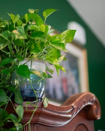 American Plant Exchange Marble Queen Pothos – Live 8-Inch Hanging Basket, Easy-Care Air Purifying Trailing Vine, Fast-Growing Houseplant for Hanging Planters, Shelves & Indoor Home or Office Décor - Image 2