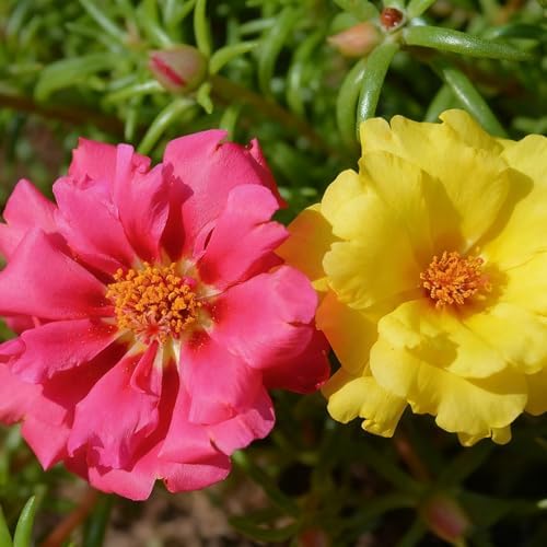 Mixed Color Portulaca Grandiflora Seeds, 20000 Double Moss Rose Seeds for Planting, Heirloom Ground Cover - Purslane Flower Seed for Outside, Beds, Yards, Flower Garden - Image 7