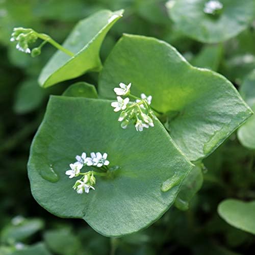 Outsidepride Winter Purslane Seeds for Planting - 10,000 Pcs Annual, Easy to Grow, Vitamin-Rich & Drought Tolerant Succulent Seeds for Culinary, Xeriscaping, Containers & Hanging Baskets (Pack of 2) - Image 7