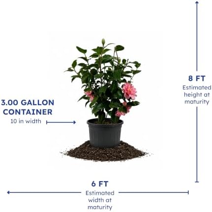 Happy Birthday Camellia, Live Evergreen Flowering Shrub, 3 Gallon - Image 4