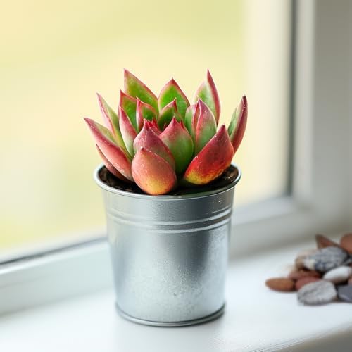 2-in Live Succulent Plants Echeveria Agavoides Horse, Easy Care - Image 2