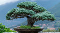 Black Pine Bonsai Tree Seeds for Planting (30 Seeds) by CZGrain