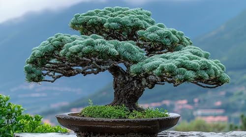Black Pine Bonsai Tree Seeds for Planting (30 Seeds) by CZGrain