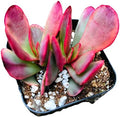 Live Succulent Cactus Plants from USKC (2" Pot) (Crassula Platyphylla Variegated) by FOLIAGEMS