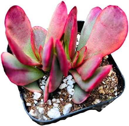 Live Succulent Cactus Plants from USKC (2" Pot) (Crassula Platyphylla Variegated) by FOLIAGEMS