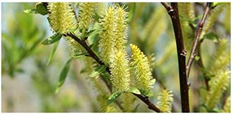 Brighter Blooms Weeping Willow Tree, 3-4 ft. - Image 2