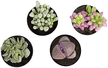 Altman Plants, Mimicry Succulents Plants Live Mini Succulents (4 Pack), Lithops Live Plants Outdoor or Live Indoor Plants, Living Stones Succulent Plants Live Houseplants, Succulent Plant House Plants - Image 5