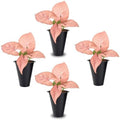 Syngonium Neon Robusta Plant (4 Pack) Live Starter Plants, Pink Arrowhead Vine Houseplants, Easy Care Indoor Tropical Plants Live, Colorful Foliage Plants by FamPlants