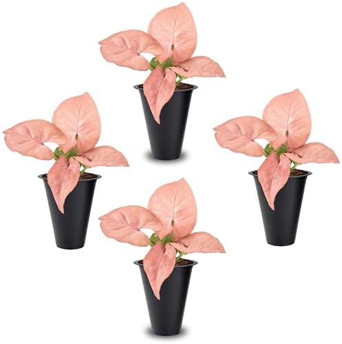 Syngonium Neon Robusta Plant (4 Pack) Live Starter Plants, Pink Arrowhead Vine Houseplants, Easy Care Indoor Tropical Plants Live, Colorful Foliage Plants by FamPlants