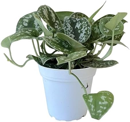 Pothos Live Indoor Plant, 4 inch Pot, Variegated White and Green Leaves - Easy to Care for - Perfect for Indoor and Outdoor Home Decor, Office, and Gift (Satin Pothos) - Image 2