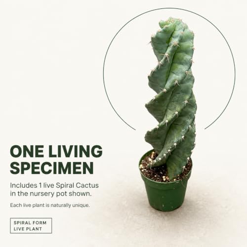 Spiral Cactus Live Plant, 4 Inch Rare Spiralis Succulent Houseplant - Image 3