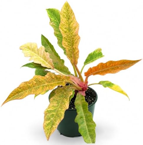 Philodendron Golden Serratum Marble Live Plant, 4 Inch Variegated by NYCitySucculents