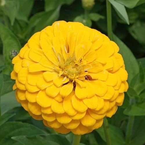 Seed Needs Canary Bird Zinnia Seeds to Plant Cut Flowers 5 Packs - Image 4