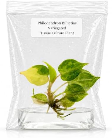 Philodendron Billietiae Variegated Live Plantlet, Rare Indoor Houseplant by NYCitySucculents