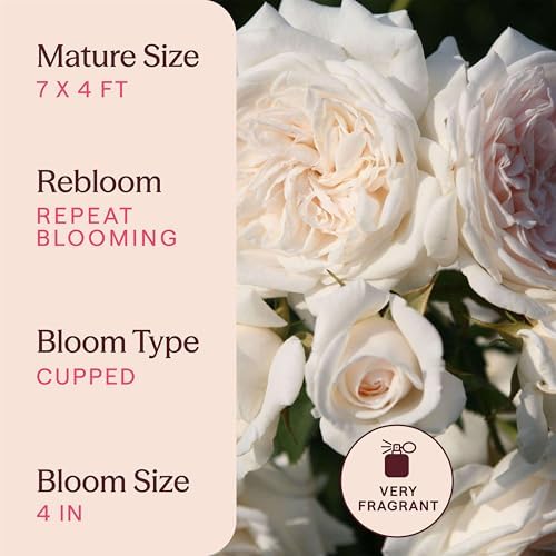 Heirloom Climbing Roses, Live Own Root Plant, Arborose® Honeymoon - Image 6